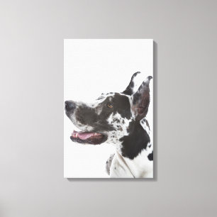 Toile Harlequin great dane