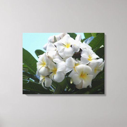 Toile Hawaii Plumeria (Recto)
