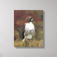 Toile Hawk