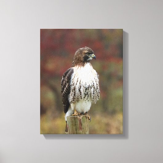 Toile Hawk (Recto)