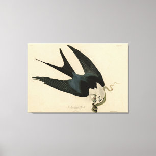 Toile Hawk à queue avale - Audubon's Birds of America