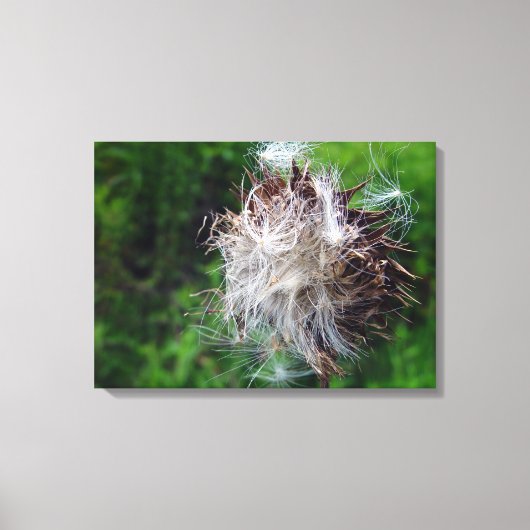 Toile Head Of Bull Thistle  (Recto)