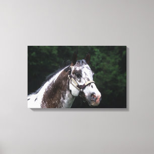 Toile Headshot 2 de cheval d'Appaloosa