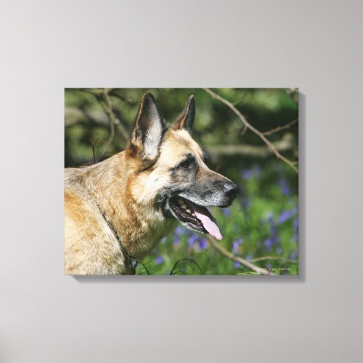 Toile Headshot 3 du berger allemand (Recto)