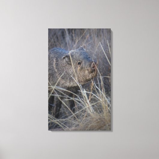 Toile hello piggy (Recto)