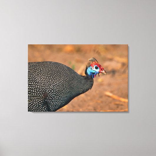 Toile Helmeted Guinea Fowl (Numida meleagris). Afrique, (Recto)