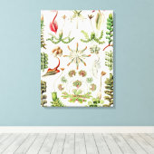Toile Hepaticae Lebermoose par Ernst Haeckel (Insitu (Plancher de Bois))