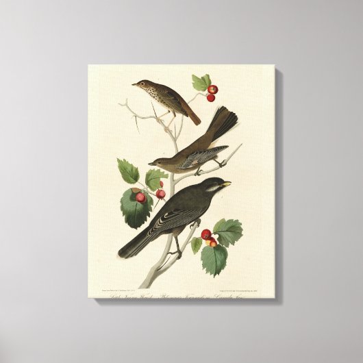 Toile Hermite Thrush, Grey Jay Audubon's Birds of Americ (Recto)