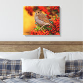 Toile Hermite Thrush Songbird sur l'araignée de feu (Insitu(Chambre))