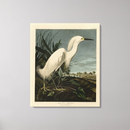 Toile Héron de neige (Egret) - Les oiseaux d'Amérique d' (Recto)