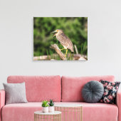 Toile Héron de nuit de la couronne noire juvénile (Insitu(Salon))