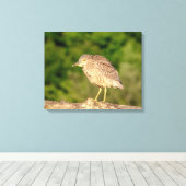 Toile Héron de nuit de la couronne noire juvénile (Insitu (Plancher de Bois))