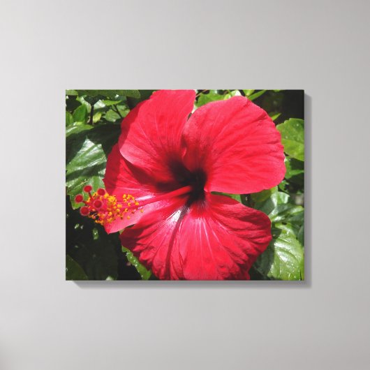 Toile Hibiscus en rouge (Recto)
