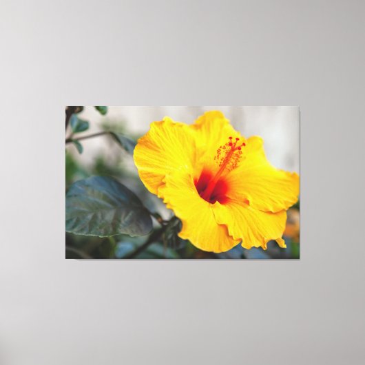Toile Hibiscus jaune (Recto)