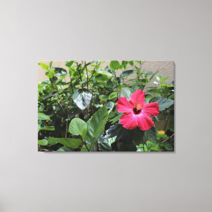 Toile Hibiscus rouge solitaire Imprimer