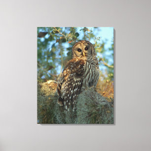 Toile Hibou barré perché dans de la mousse d'Espagne