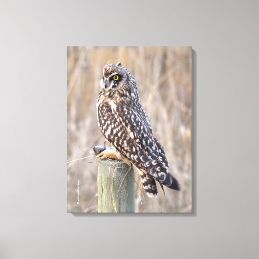 Toile Hibou des marais avec Campagnol (Recto)