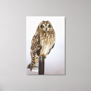 Toile Hibou des marais sur poteau de clôture
