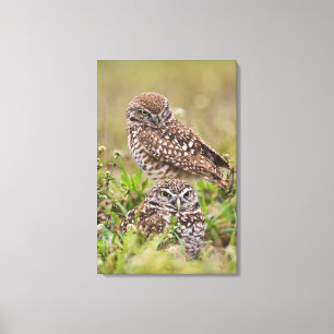 Toile Hibou des terriers, Athene cunicularia, Cape Coral