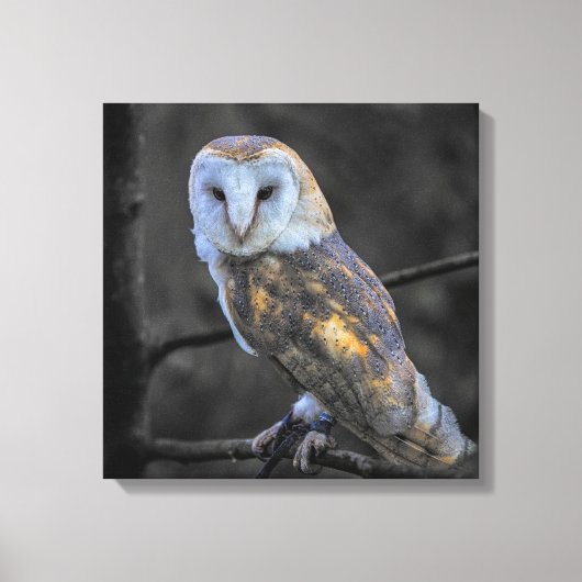 Toile Hibou : Photographie couleur sélective (Recto)