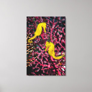 Toile Hippocampe commun Taeniopterus de l'hippocampe  