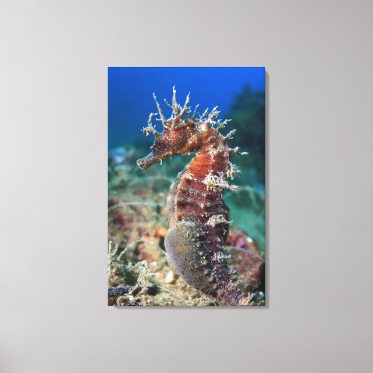 Toile Hippocampe | Hippocampus Ramulosus (Recto)