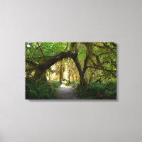 Hoh Rainforest Olympic Penninsula Washington