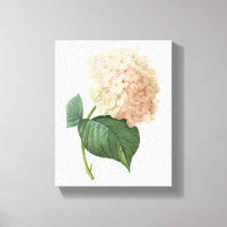 Toile hortensia(Hydrangea sp.) par Redouté