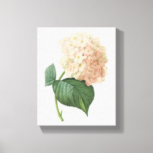 Toile hortensia(Hydrangea sp.) par Redouté (Recto)