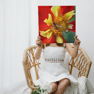 Toile Hover Fly on Orange Collarette Dahlia Floral