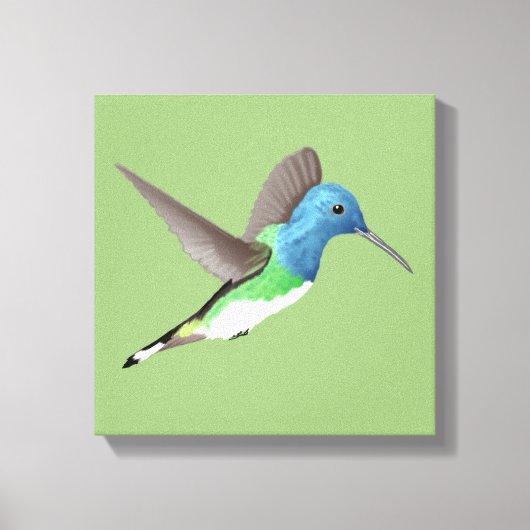 Toile Hovering Jacobin Hummingbird - transparent. (Recto)
