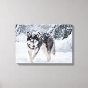 Toile Husky dans la neige