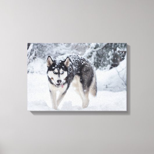 Toile Husky dans la neige (Recto)