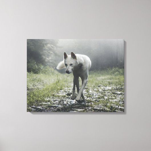 Toile Husky Sibérien Blanc (Recto)