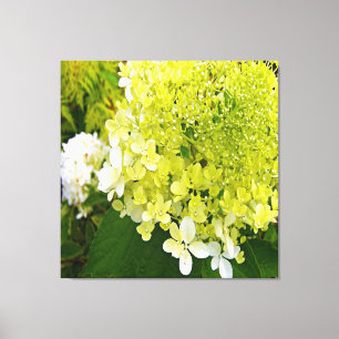 Toile Hydrangea Limelight Vert Chartreuse Élégant