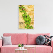 Toile Hydrangea petiolaris (Insitu(Salon))