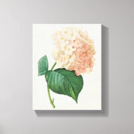 Toile Hydrangea Rose Ancien Hortensia Fleur par Redoute (Recto)