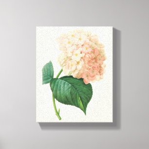 Toile Hydrangea Rose Vintage Hortensia par Redoute