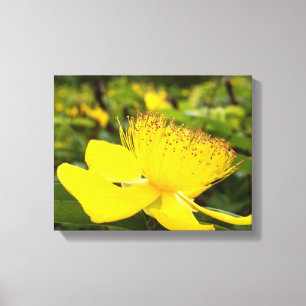 Toile Hypericum Calcyinum Imprimer