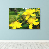 Toile Hypericum calycinum (Insitu (Plancher de Bois))