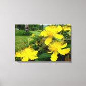 Toile Hypericum calycinum (Recto)