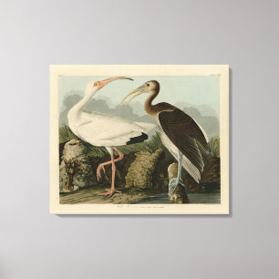 Toile Ibis blanc - Les oiseaux d'Amérique de John James