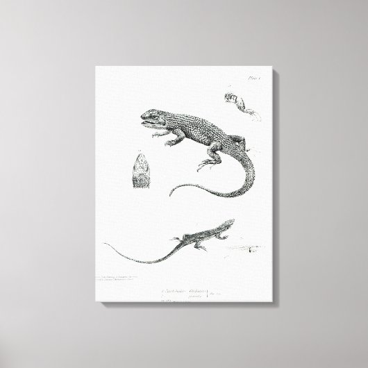 Toile Iguana à coque (Recto)