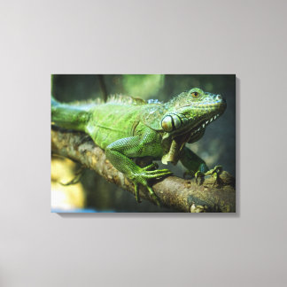 Toile Iguane vert