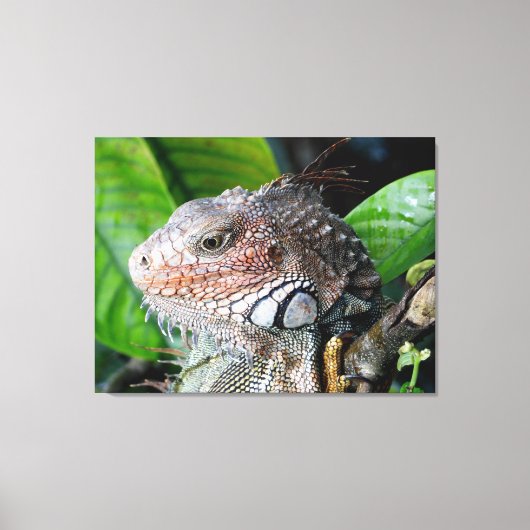 Toile Iguane vert dans la forêt tropicale (Recto)