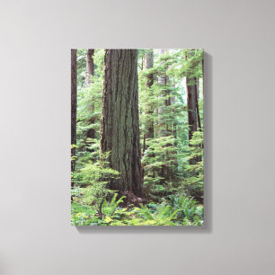 Toile Île de Vancouver, parc provincial MacMillan 1