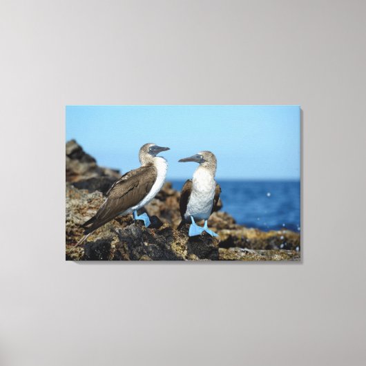 Toile Îles Galapagos, île Isabela (Recto)