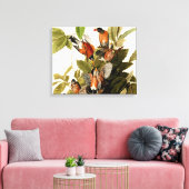 Toile Illustration Audubon American Robin Wildlife Bird (Insitu(Salon))