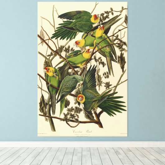 Toile Illustration Audubon Carolina Parrot Bird (Insitu (Plancher de Bois))