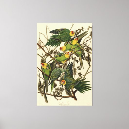 Toile Illustration Audubon Carolina Parrot Bird (Recto)